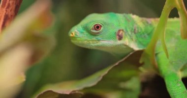 Lau banded iguana (Brachylophus fasciatus), Fiji takımadalarının doğu kesimindeki Lau Adalarına özgü bir kertenkele türü..