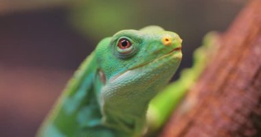 Lau banded iguana (Brachylophus fasciatus), Fiji takımadalarının doğu kesimindeki Lau Adalarına özgü bir kertenkele türü..