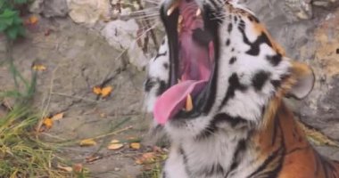 Sibirya kaplanı. Yaklaş. Sibirya kaplanına ayrıca Amur kaplanı, Mançurya kaplanı, Kore kaplanı ve Ussurian kaplanı adı verildi..