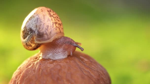 Primer Plano Caracol Lentamente Arrastrándose Luz Del Sol Puesta Del — Vídeo de stock