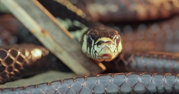 螺旋藻 Spilotes Pullatus 俗称金丝雀 黄鼠蛇 Chicken Snake 是美洲暖化地区特有的一种大型无毒蛇 — 图库视频影像