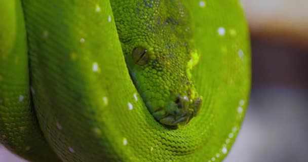 緑色のツリーPython Morelia Viridis ピコンディウス科のヘビの一種です この種はニューギニア インドネシアのいくつかの島 オーストラリアのヨーク岬半島に自生します — ストック動画