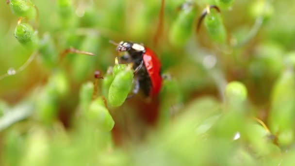 Van Dichtbij Wilde Dieren Van Een Lieveheersbeestje Het Groene Gras — Stockvideo