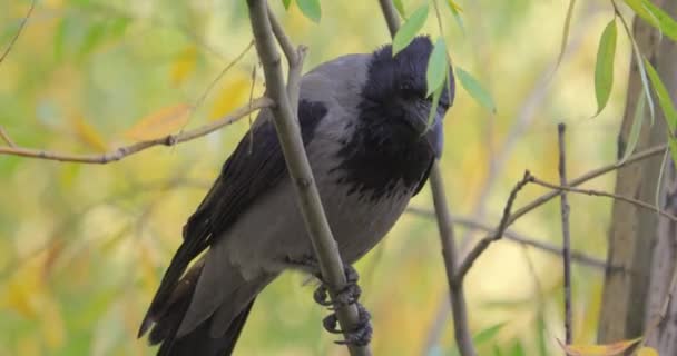 Kruk Corvus Corone Czarny Ptak Gałęzi — Wideo stockowe