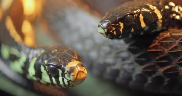 Spilotes Pullatus Een Slang Uit Familie Slangen Serpiente Van Slangen — Stockvideo