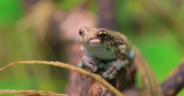 Mission Golden Eyed Tree Frog Amazon Milk Frog Trachycephalus Resinifictrix – stockvideo