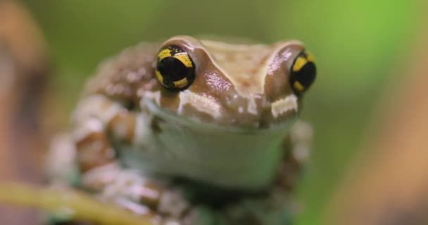 Mise Zlatooká Stromová Žába Nebo Amazonská Mléčná Žába Trachycephalus Resinifictrix — Stock video