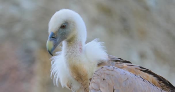 格里芬秃鹫 Griffon Vulture Gyps Fulvus 是一种大型的东半球秃鹫 产于猛禽科鸟类中 它也被称为欧亚狮鹫 — 图库视频影像