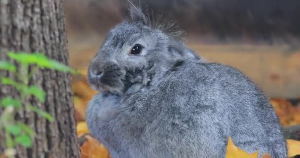 French Lop Ist Eine Rasse Von Hauskaninchen Die Jahrhundert Frankreich — Stockvideo