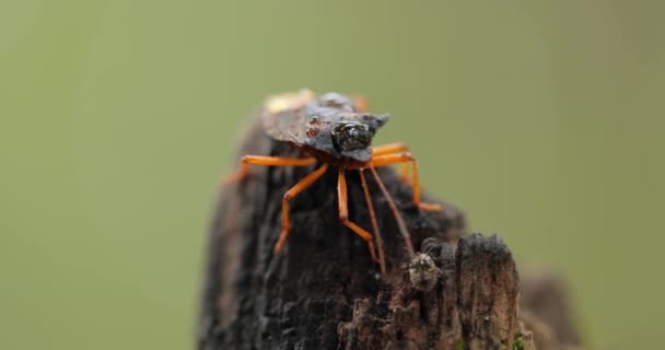 Pentatoma Rufipes Uma Espécie Insetos Coleópteros Polífagos Pertencente Família Pentatomidae — Vídeo de Stock