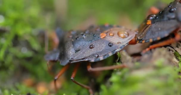 Skogsinsekt Pentatoma Rufipes Art Sköldinsekt Familjen Pentatomidae Som Vanlig Större — Stockvideo