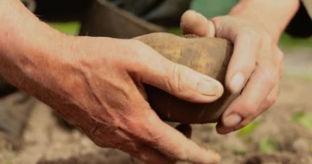 Fermier Inspecte Récolte Pommes Terre Mains Tachées Terre — Video