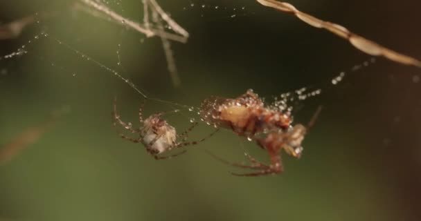 Gros Plan Macro Plan Deux Araignées Battent Pour Victime Capturée — Video