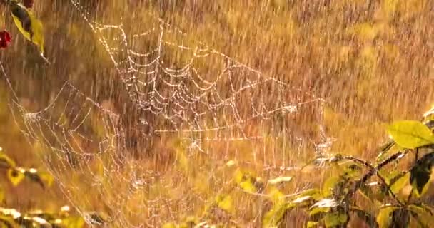 Regen Wald Bei Sonnenuntergang Spinnweben Kleinen Regentropfen — Stockvideo