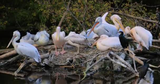 Dalmatische Pelikaan Pelecanus Crispus Het Grootste Lid Van Pelikaan Familie — Stockvideo