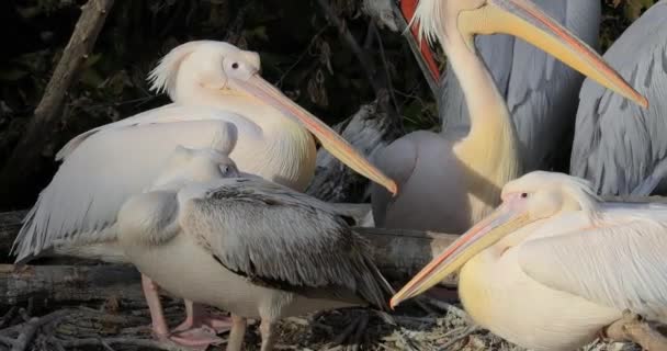 Dalmatian Pelican Pelecanus Crispus Largest Member Pelican Family Perhaps World — Stock Video