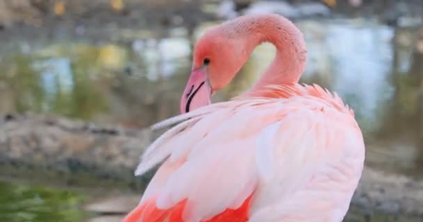 Flamingo Phoenicopteridae Zijn Een Familie Van Vogels Uit Orde Der — Stockvideo