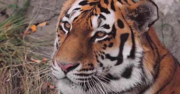 Tigre Siberiano Primer Plano Tigre Siberiano También Llamaba Tigre Amur — Vídeos de Stock