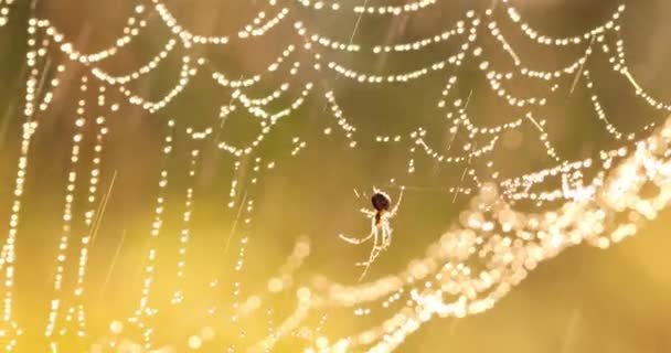 Regentropfen Auf Dem Spinnennetz Spinnweben Kleinen Regentropfen — Stockvideo
