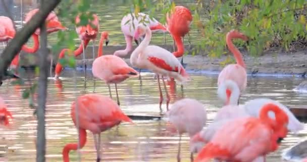 Flamingi Lub Flamingi Rodzajem Brodzącego Ptaka Rodziny Fenicopteridae Jedynej Rodziny — Wideo stockowe