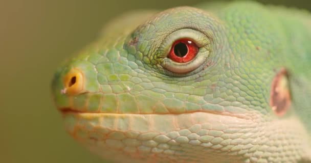 Lau Banded Iguana Brachylophus Fasciatus Gatunek Jaszczurki Endemicznej Występujący Wyspach — Wideo stockowe