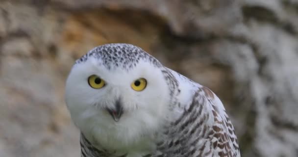 雪のフクロウ Bubo Scandiacus は真のフクロウ科の大きな白いフクロウで 極性のフクロウ 白いフクロウ 北極のフクロウと呼ばれることもあります — ストック動画