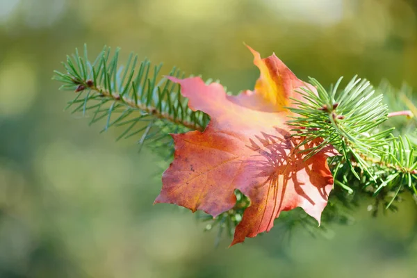 Otoño Otoño Hoja Arce Color Sobre Una Rama Pino Sobre — Foto de stock gratis