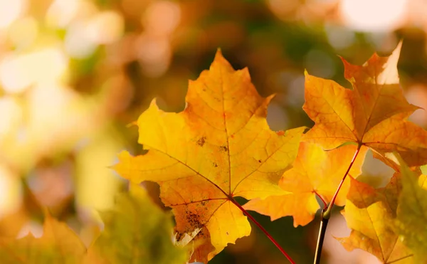 Autumn Background Maple Leaves Stock Photo