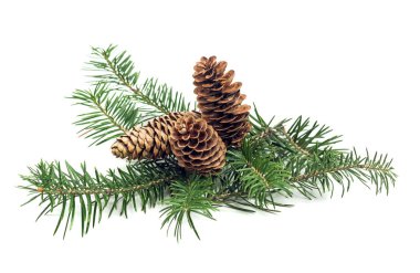 Herdem yeşil beyaz arka plan üzerinde koni ile Noel ağacı dalı. Tasarım öğesi