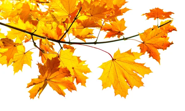 Branch Autumn Maple Leaves Isolated White Background — Stock Photo, Image