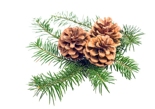Natürliche Zweig Des Weihnachtsbaums Mit Zapfen Isoliert Auf Weißem Hintergrund — Stockfoto