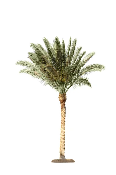 Natural Date Palm tree isolated — Stock Photo, Image