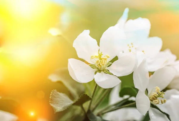 Voorjaarsbloesem bloemen — Stockfoto