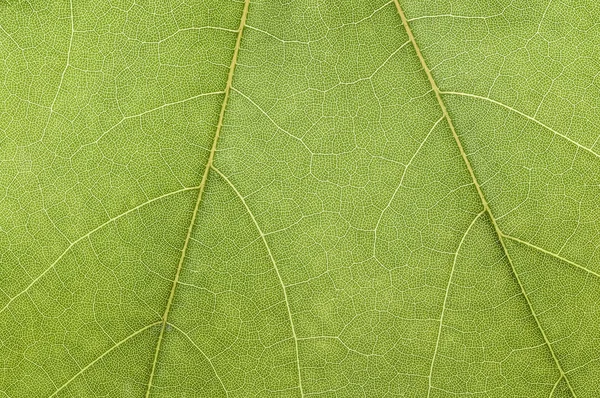 Makrostruktur des grünen Blattes — Stockfoto