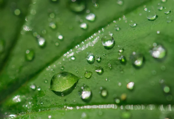 Rocío gotea en una macro hierba — Foto de Stock