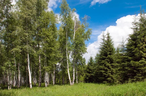 green birch grove and some pine forest at summer time