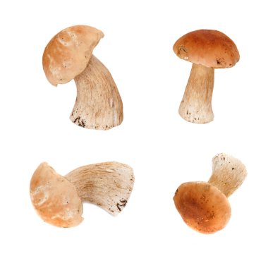 yenilebilir mantar Boletus izole 