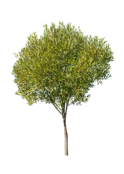 Green tree isolated — Stock Photo, Image