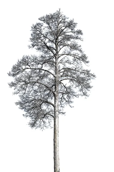白い背景で隔離された死んだ松の木 — ストック写真