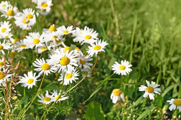 çiçek açan tıbbi chamomiles