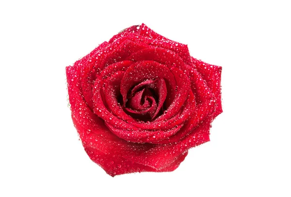 Červená růže s kapkami na vodu izolovaná — Stock fotografie