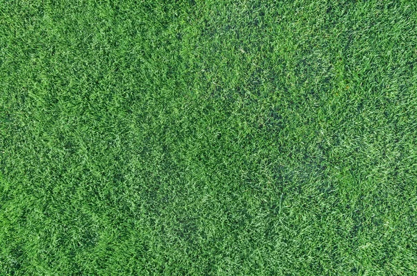 Green grass turf texture — Stock Photo, Image