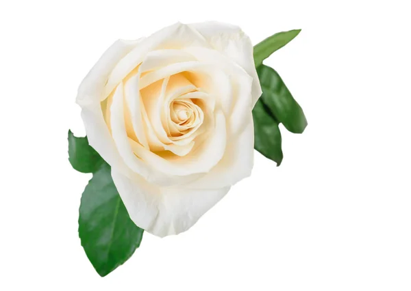 Λευκό τριαντάφυλλο λουλούδι με φύλλα απομονωμένα — Φωτογραφία Αρχείου