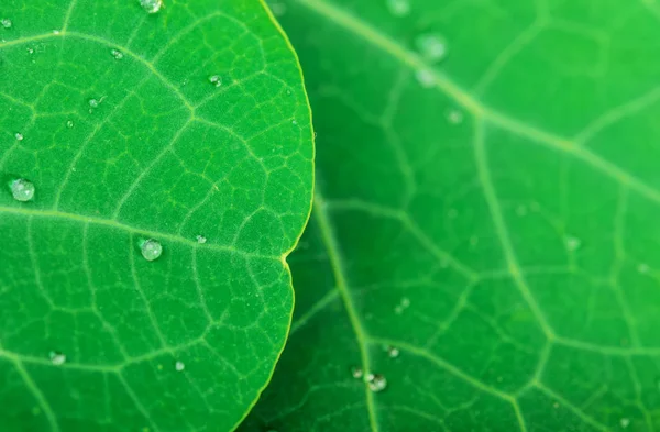 Grünes Blatt mit Wassertropfen — Stockfoto