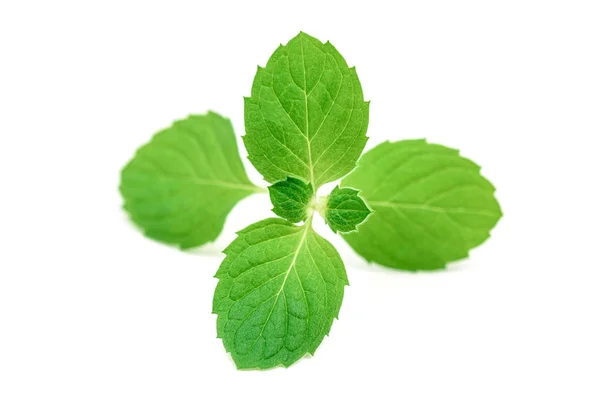 Fresh spring mint leaves isolated — Stock Photo, Image