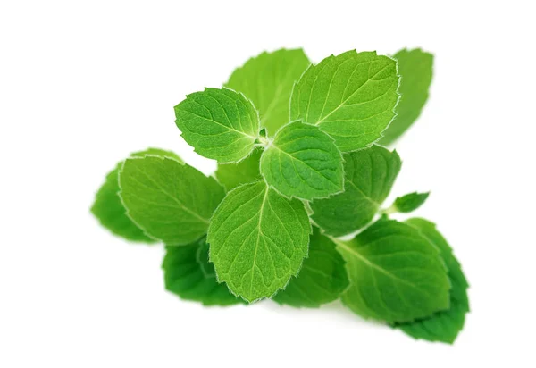 Fresh raw mint leaves isolated — Stock Photo, Image