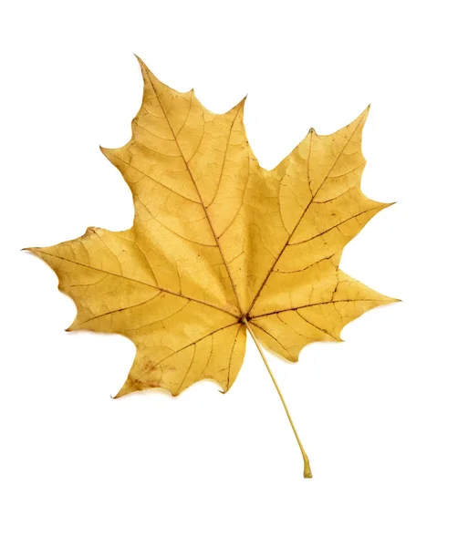 Flat yellow fall maple leaf isolated — Stock Photo, Image
