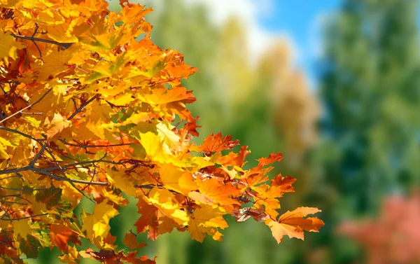 五彩斑斓的秋叶落叶背景 — 图库照片