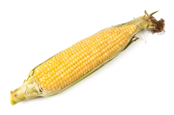 Surowe ucho kukurydzy izolowane — Zdjęcie stockowe