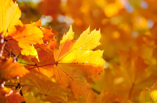 Hojas de arce sobre fondo de color otoño — Foto de Stock